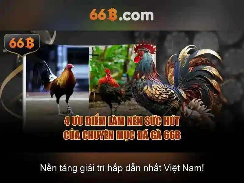 66B là gì?