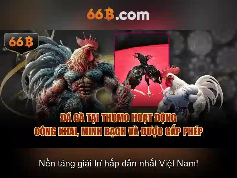 66B là gì?