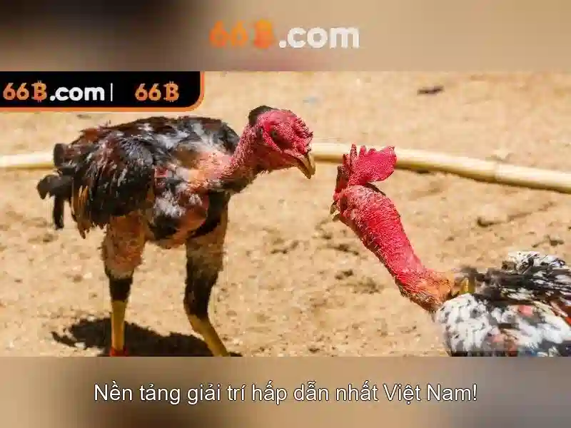 Thách thức và triển vọng tương lai của 66b