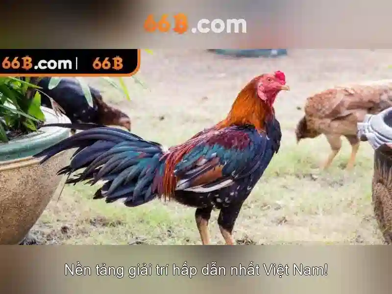 66b: Khái niệm và ứng dụng trong công nghệ