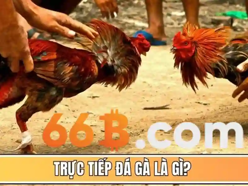 Khám phá mô hình 66b: kiến trúc, khả năng và ứng dụng